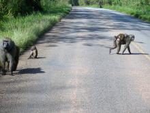 Road near Kibale National Forest